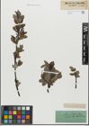 Foto von Salix glabra Scop.